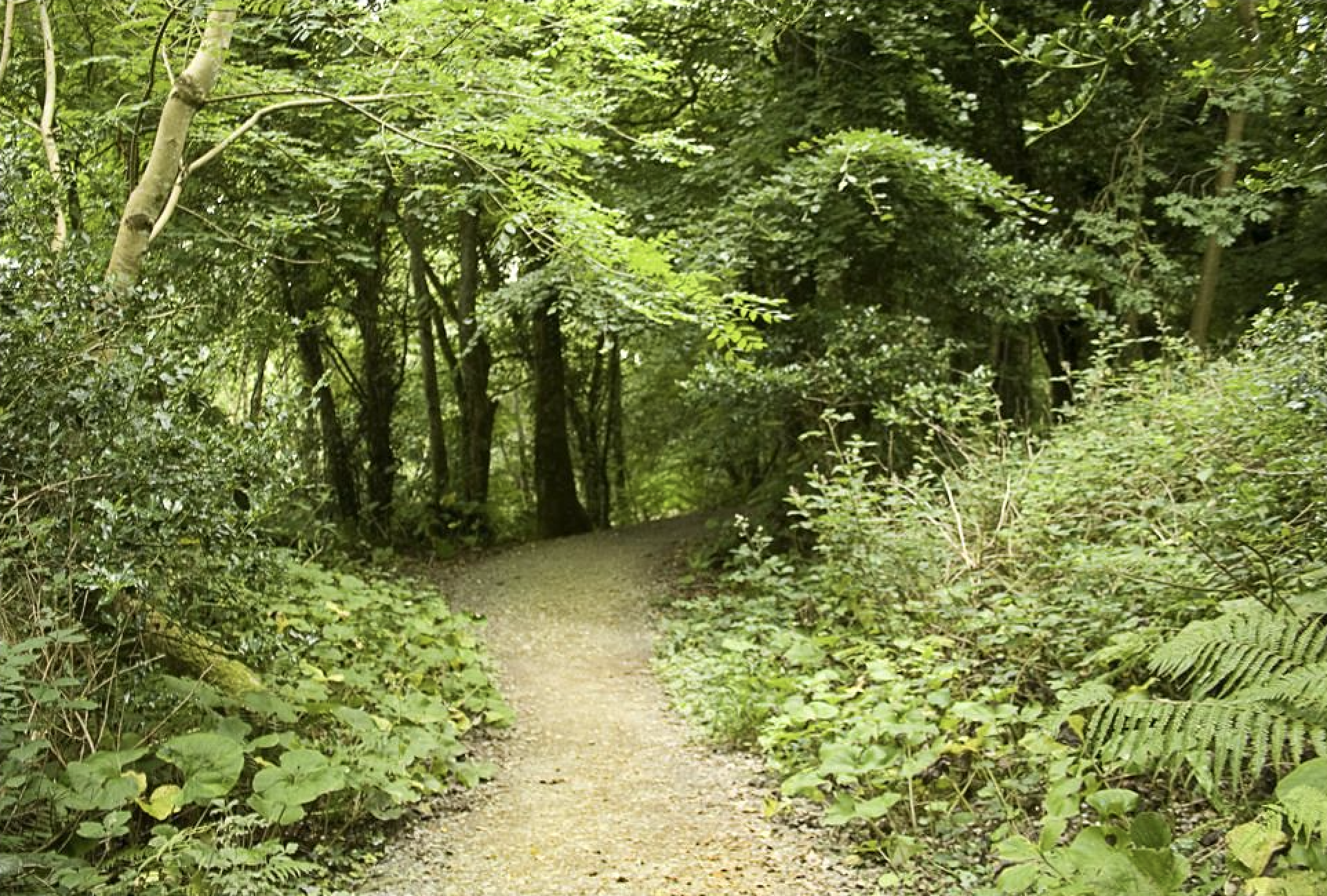 Ballyseede Woods